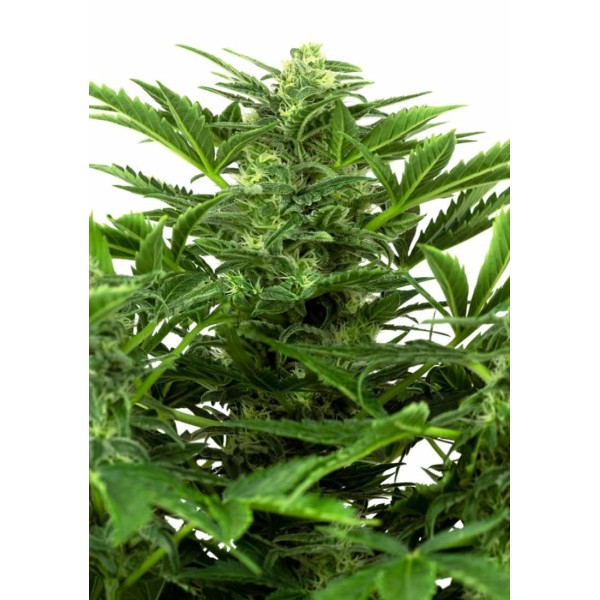 Compra Mandarin Punch Auto da Sensi Seeds | Mandarin Punch Auto barata