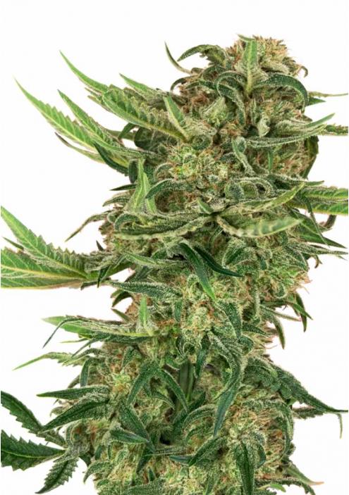 CHEAP N13 KUSH SEEDS