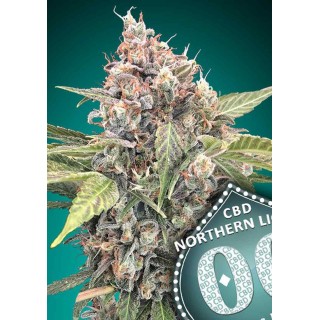 NORTHERN LIGHTS CBD