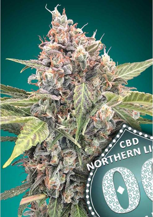 NORTHERN LIGHTS CBD