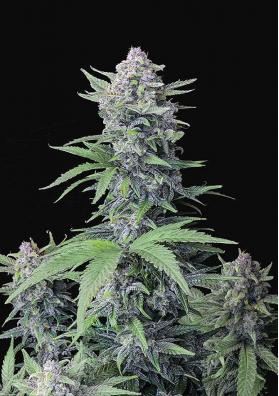 TROPICANA COOKIES AUTO