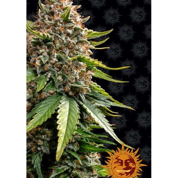 WHITE WIDOW XXL AUTO BARATA