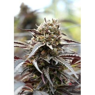 WHITE RUNTZ FAST FLOWERING