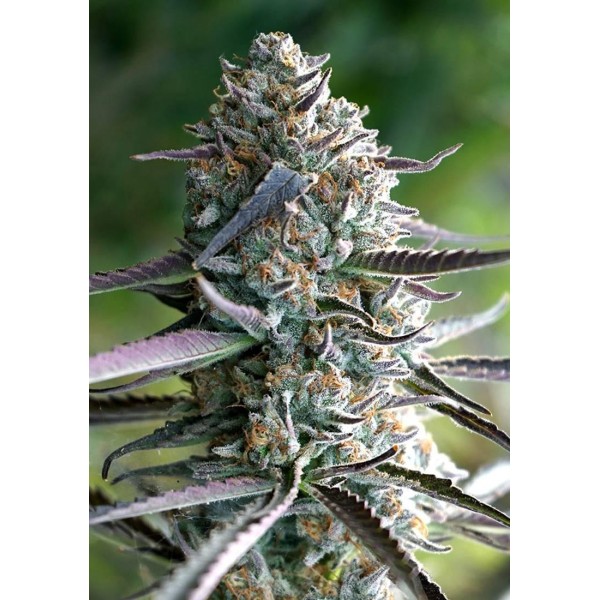 RUNTZ FAST FLOWERING