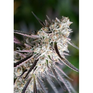 PEANUT BUTTER BREATH FAST FLOWERING