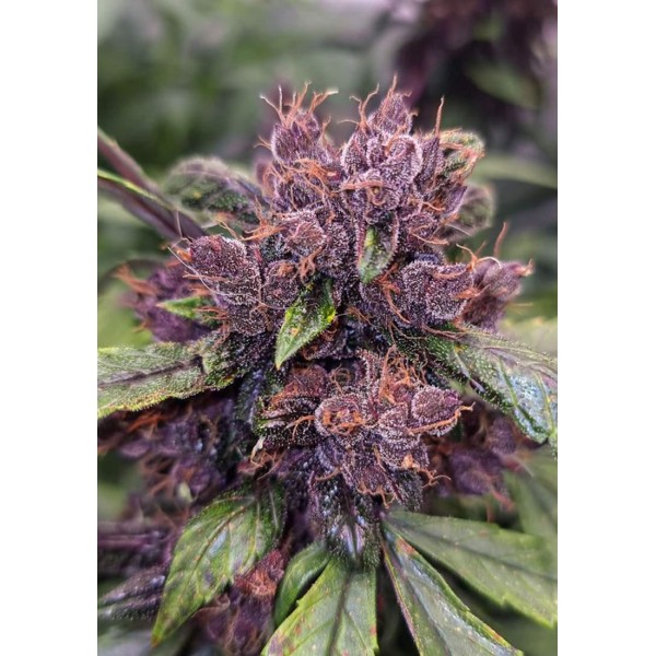 AUTO FORBIDDEN CHERRY