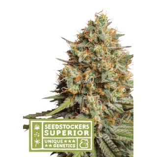 TRITON BISCOTTO LIME AUTO