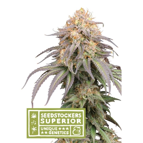 MANDARIN PANTIES AUTO