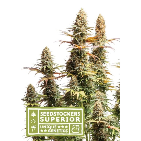 TRITON BISCOTTO LIME