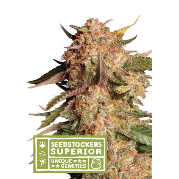 BLUE MOBY AUTO