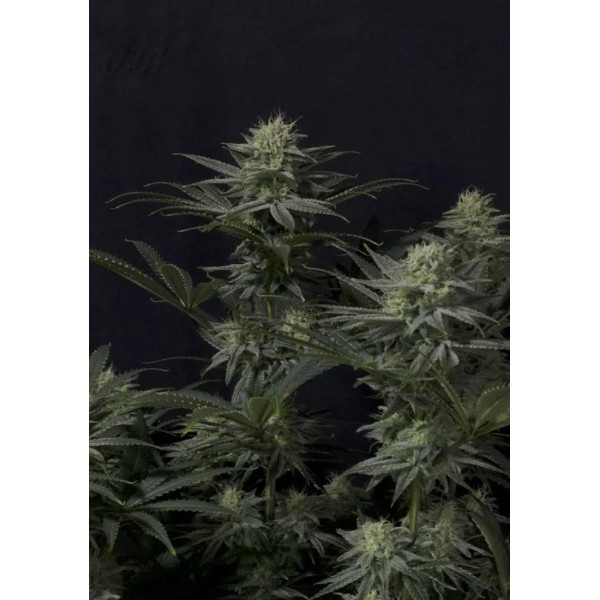 FAST BUDS GG4 SHERBET FF