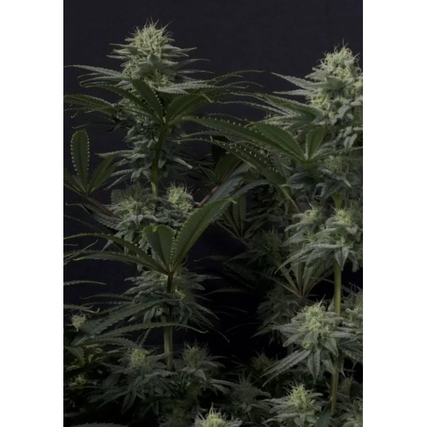 GG4 SHERBET FF FAST BUDS