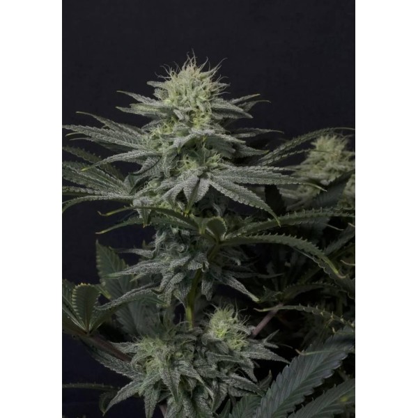 GG4 SHERBET FF FAST FLOWERING