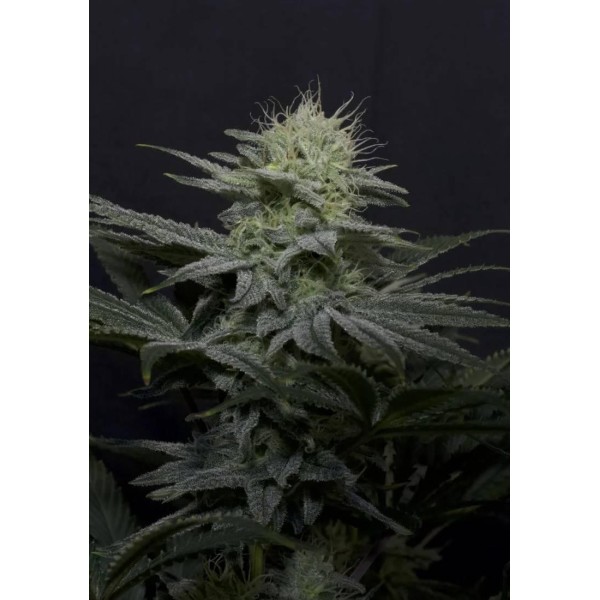 GG4 SHERBET FF SEMILLAS