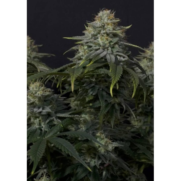 GORILLA COOKIES FF SEMENTES