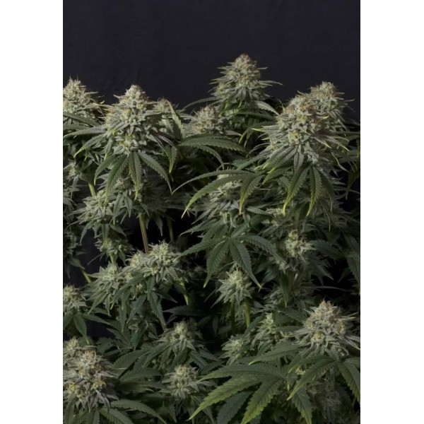 GORILLA COOKIES FF BARATA