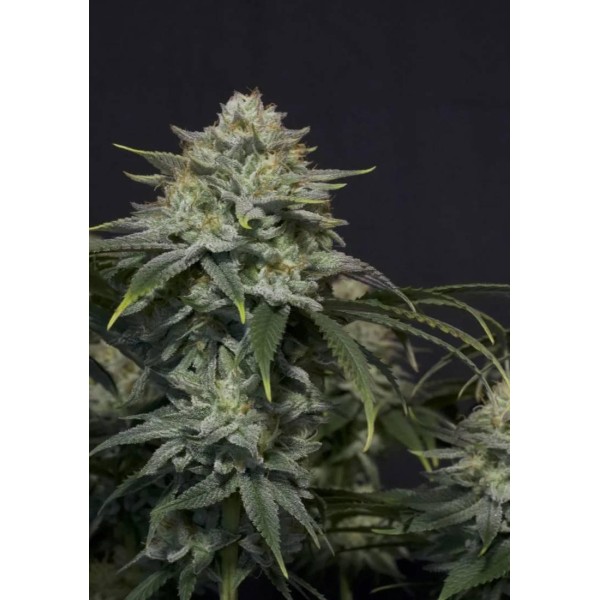 FAST BUDS GORILLA COOKIES FF