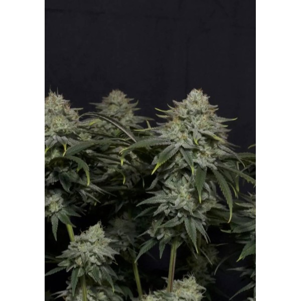 GORILLA COOKIES FF FAST BUDS