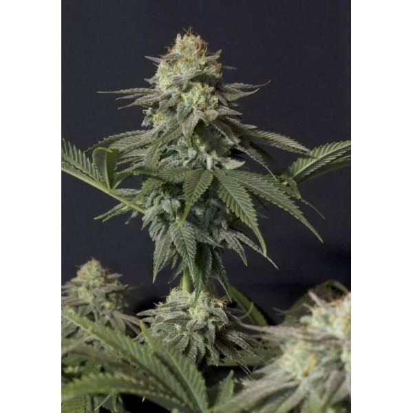 FAST BUDS ORANGE SHERBET FF