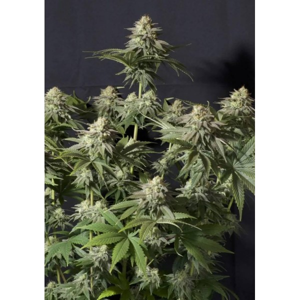 ORANGE SHERBET FF FAST BUDS