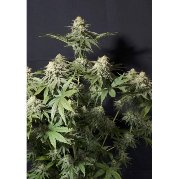 ORANGE SHERBET FF BARATA