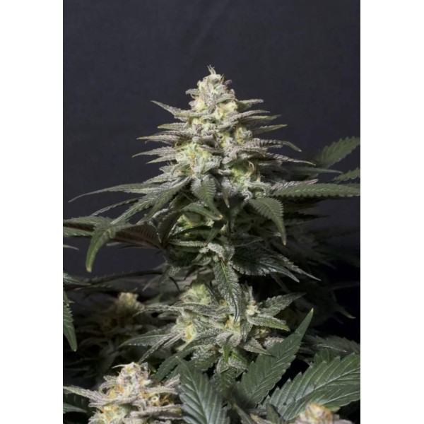 PURPLE LEMONADE FF FAST BUDS