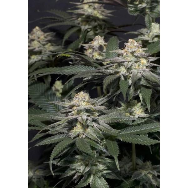 FAST BUDS PURPLE LEMONADE FF