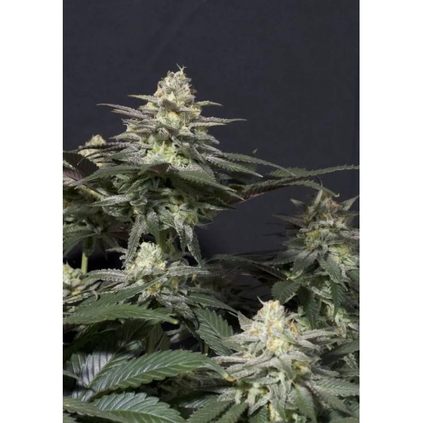 SEMILLAS PURPLE LEMONADE FF