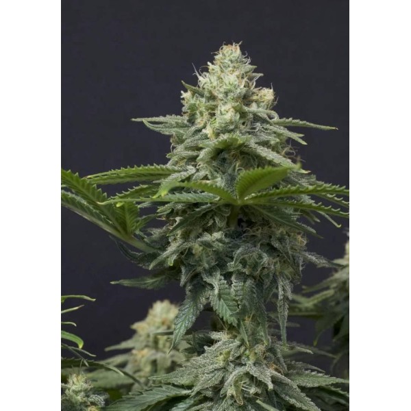 WEDDING CHEESECAKE FF