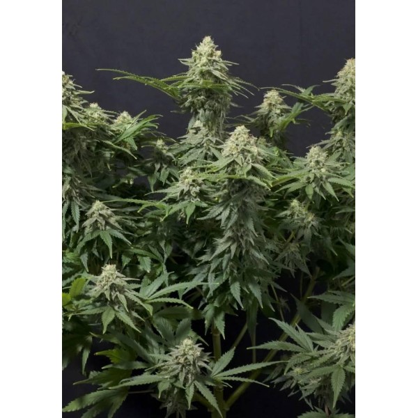 WEDDING CHEESECAKE FF FAST BUDS