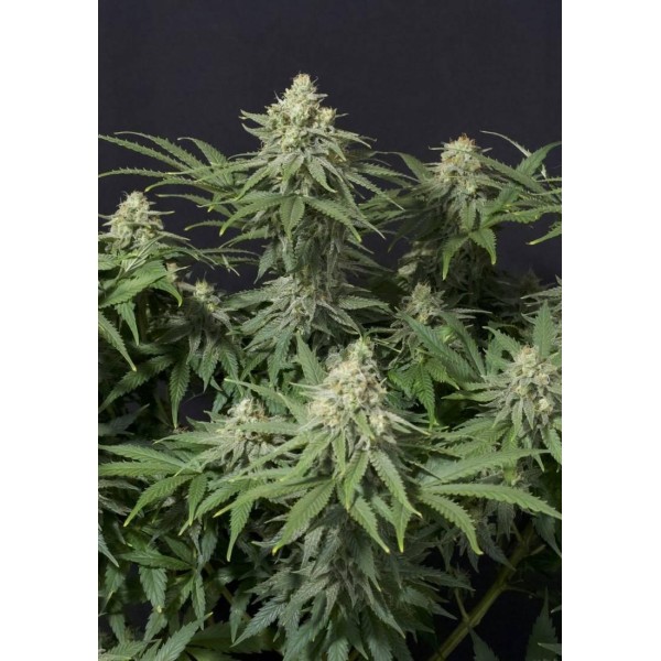 WEDDING CHEESECAKE FF SEMENTES