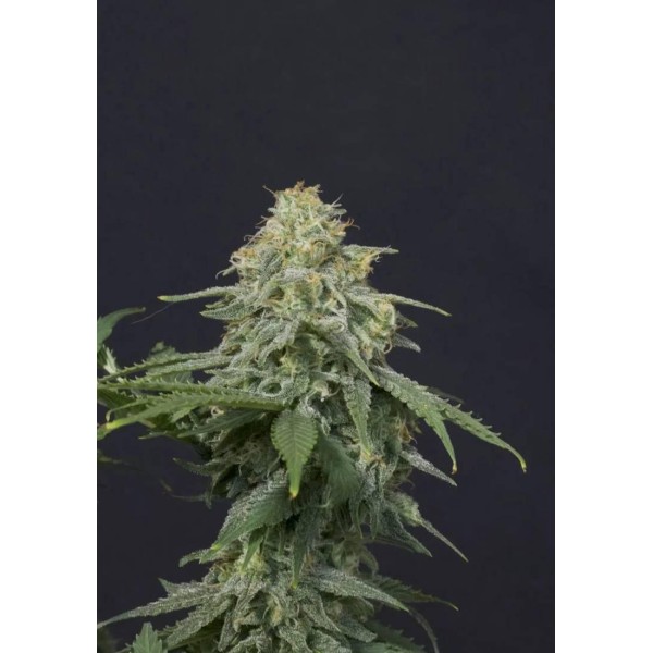 WEDDING CHEESECAKE FF CANÁBIS