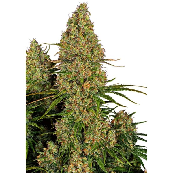 STICKY ORANGE XXL AUTOMATIC