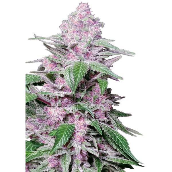 PURPLE COOKIE KUSH