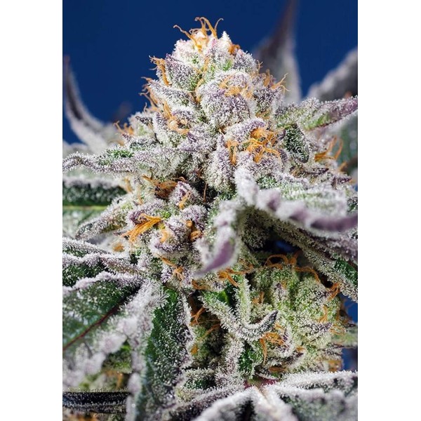 ORANGE APRICOT GLUE XL AUTO