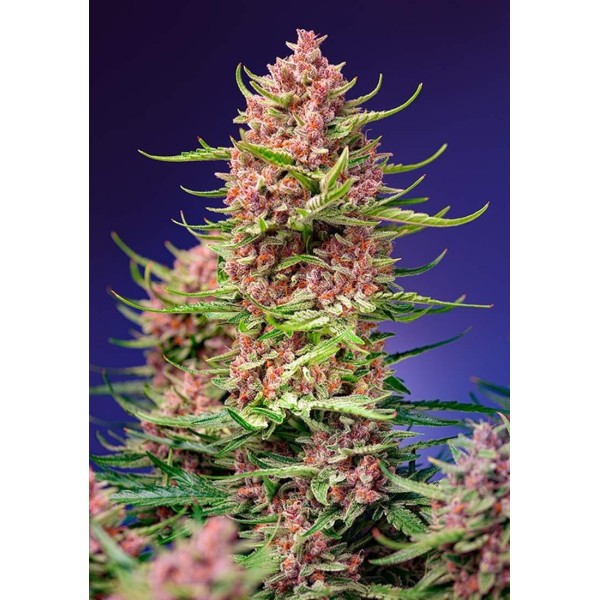 STRAWBERRY COLA SHERBET FAST VERSION