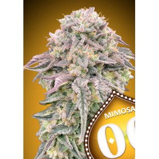 MIMOSA