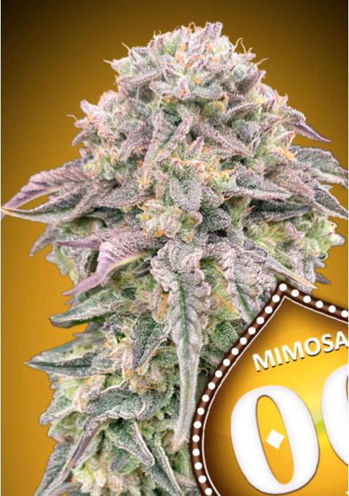 MIMOSA