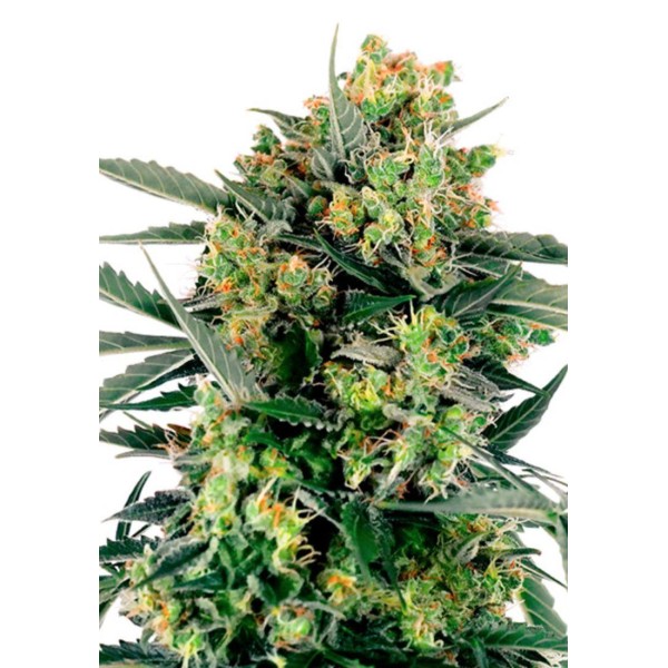 BLUEBERRY SKITTLEZ AUTO