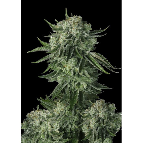 Moby Dick Auto | A Monstrous Sativa by Fast Buds para venda