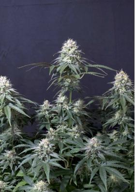 TROPICANA COOKIES FF