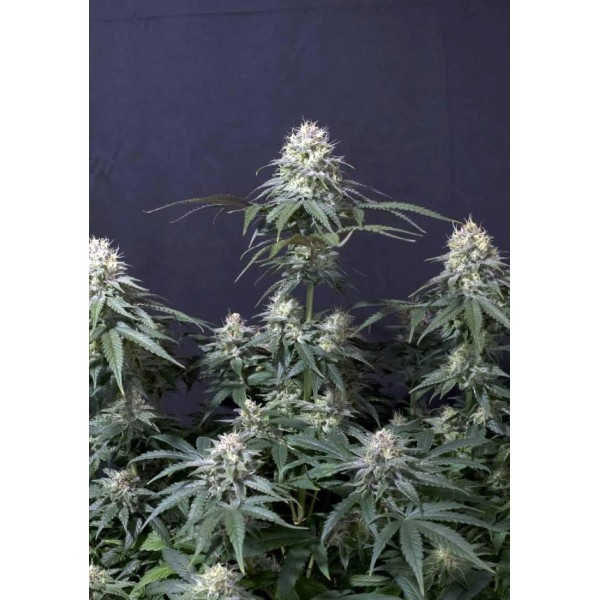 TROPICANA COOKIES FF