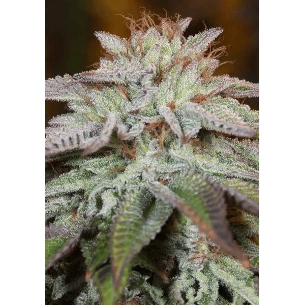 LA VANILLA CAKE AUTO