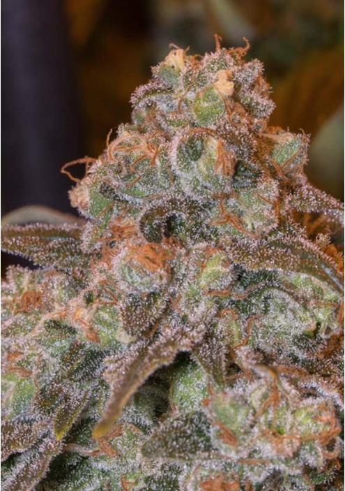 GORILLA FROST