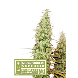 SANTA MARTA HAZE AUTO