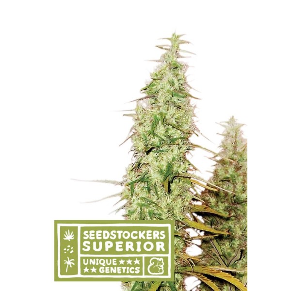 SANTA MARTA HAZE AUTO