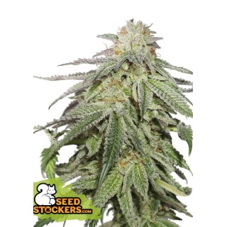 COOKIES AND CREAM AUTO