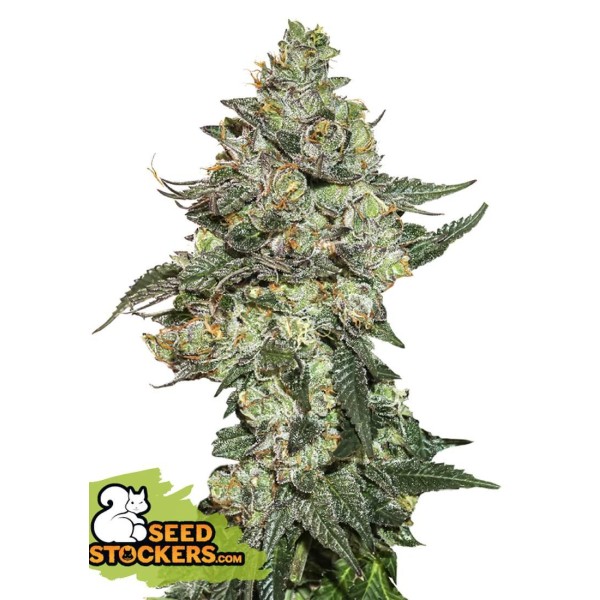 GIRL SCOUT COOKIES AUTO