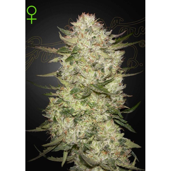 HIGHCLOUDZ AUTO