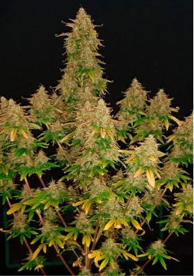 Fast Buds apresenta a mítica Russian Auto